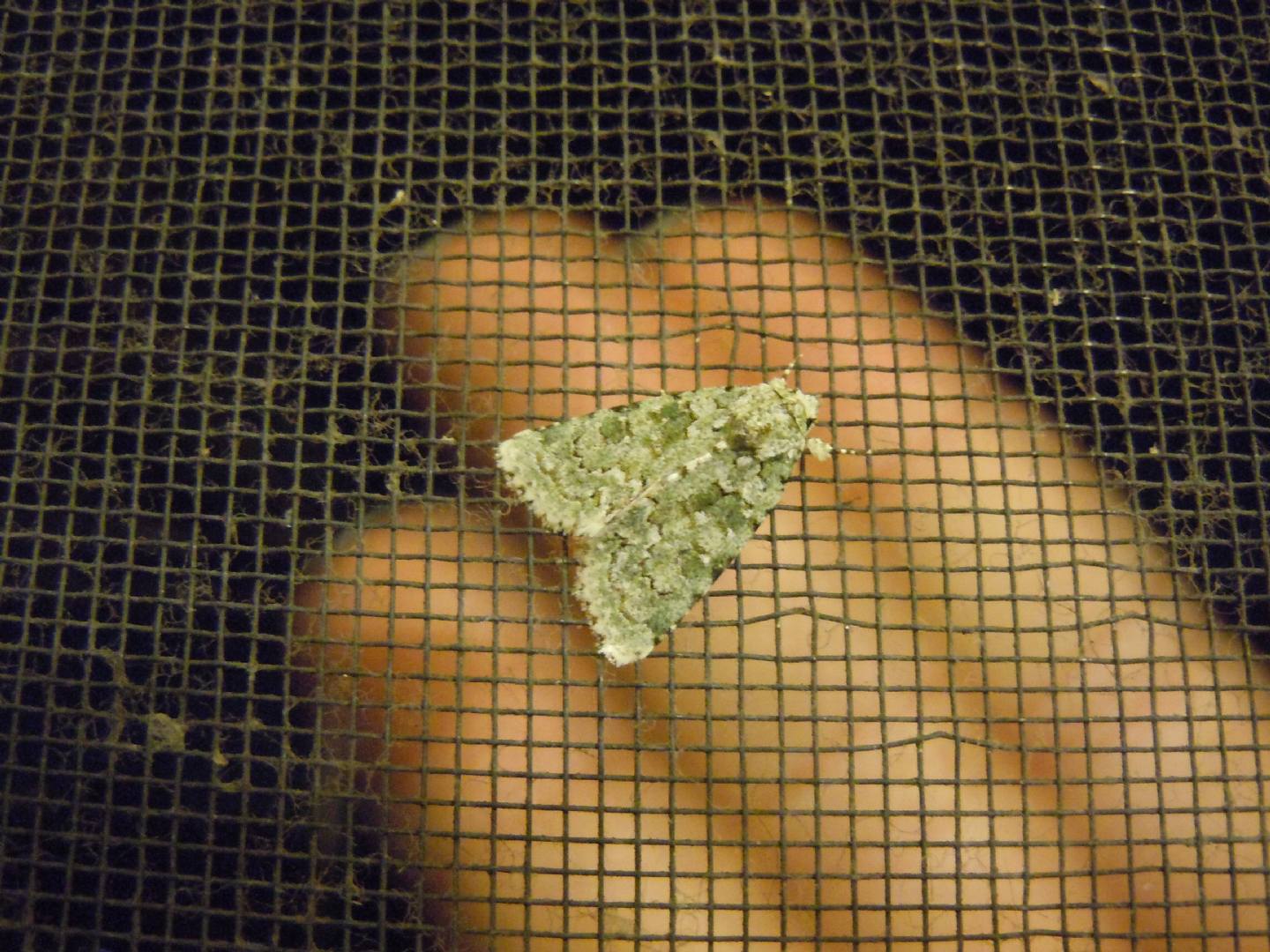 Cryphia muralis? Nyctobrya (Bryopsis) muralis